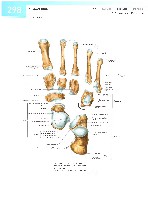 Sobotta  Atlas of Human Anatomy  Trunk, Viscera,Lower Limb Volume2 2006, page 305